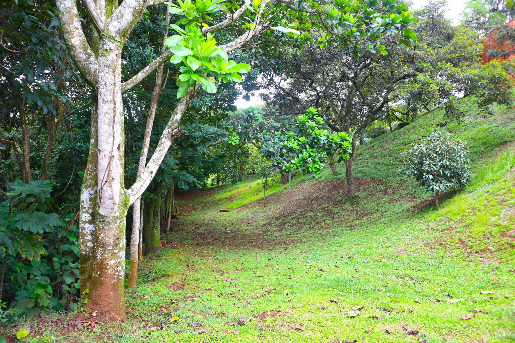 Zonas verdes arboladas del Condominio Loma Verde con un sendero de grama